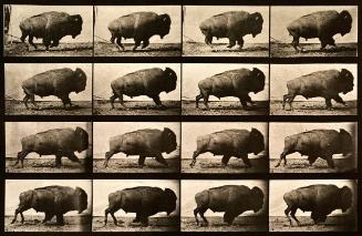 Buffalo Walking