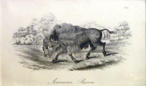 American Bison