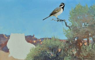 Black Throated Sparrow