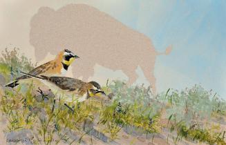 Horned Lark
