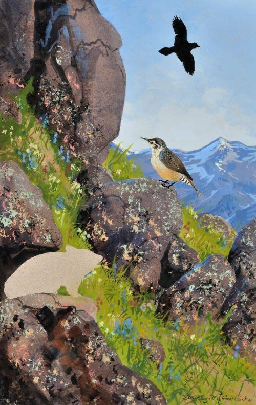 Rock Wren