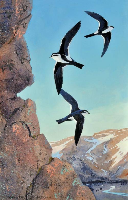 White Throated Swift