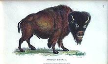 American Bison