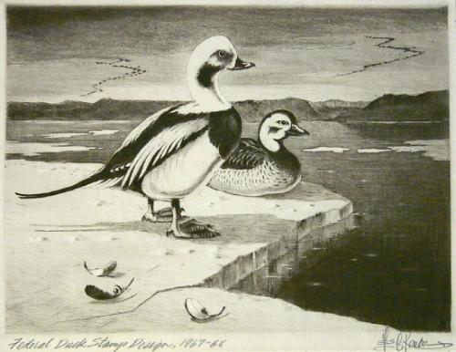 Federal Duck Stamp Design, 1967