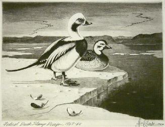 Federal Duck Stamp Design, 1967