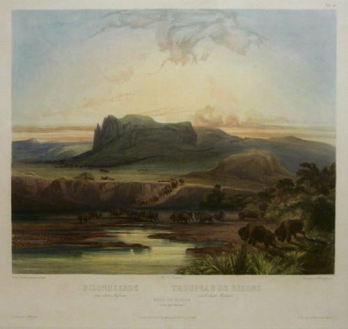 Herd of Bisons on the Upper Missouri