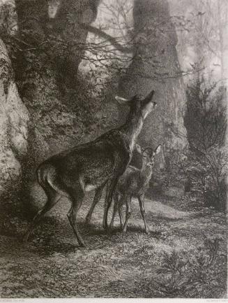 Biche et Faon