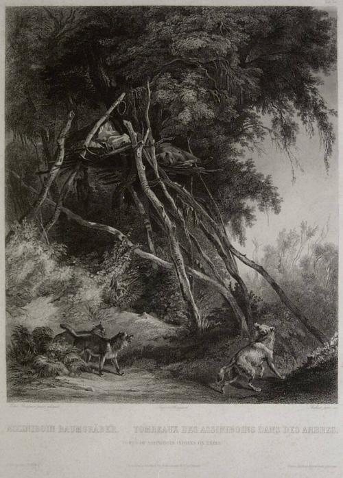 Tombs of Assiniboin Indians on Trees