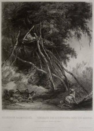 Tombs of Assiniboin Indians on Trees