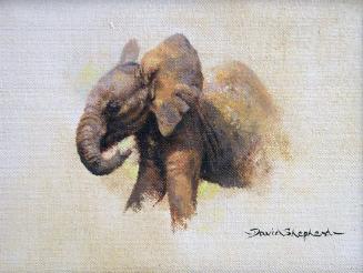 Baby Elephant