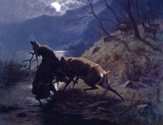 Fighting Stags by Moonlight