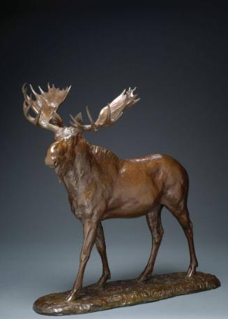 Moose