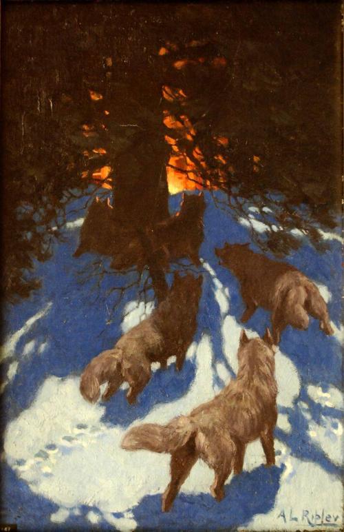 Timber Wolves at Bay