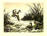 Federal Duck Stamp Design, 1942