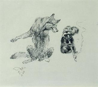 Old Man Coyote Listens