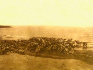 Reindeer - Nunivak