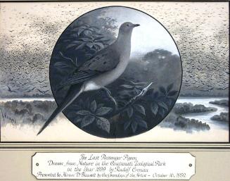 The Last Passenger Pigeon