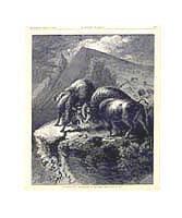 Contending for Mastery of Herd