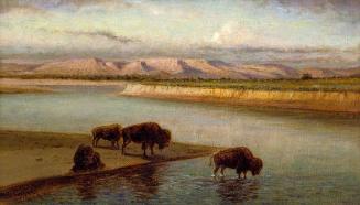 Buffalo Drinking