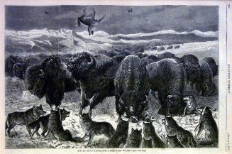 Buffalo Bulls Protecting a Herd from Wolves