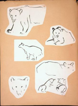 Polar Bear Sketches