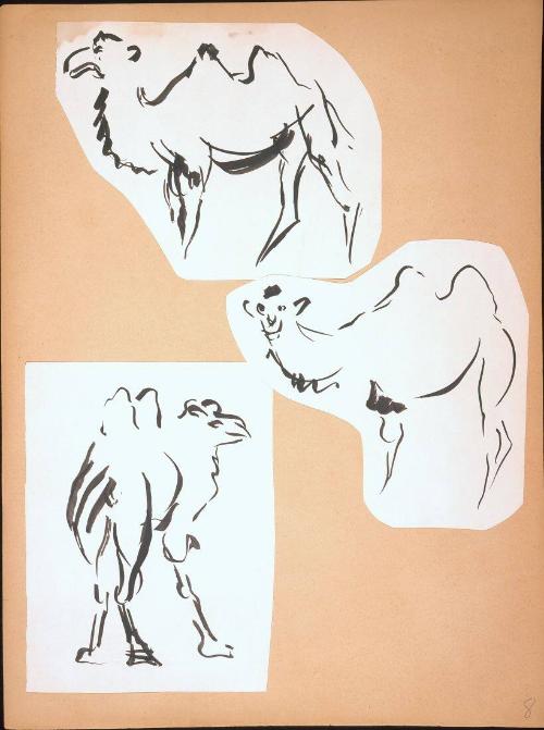 Camels Sketches