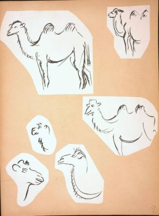 Camels Sketches