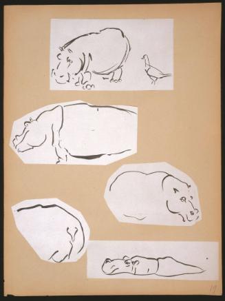 Hippo Sketches