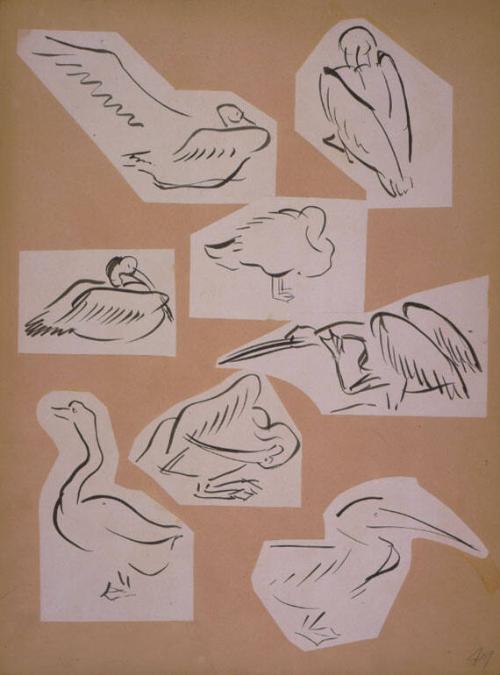 Bird Sketches