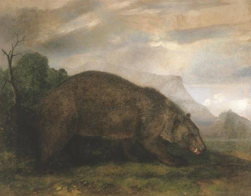 American Grizzly Bear