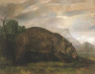 American Grizzly Bear