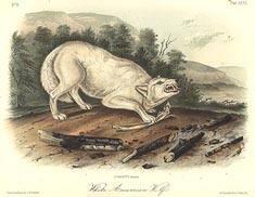 White American Wolf
