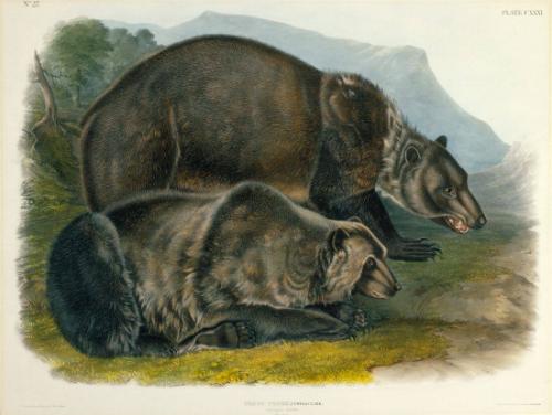 Grizzly Bear