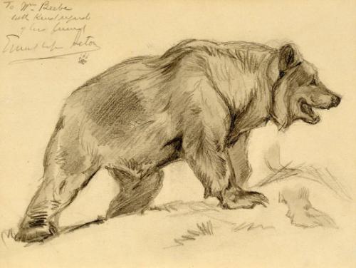 Sketch of a Bear
