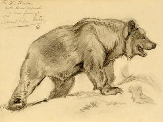 Sketch of a Bear