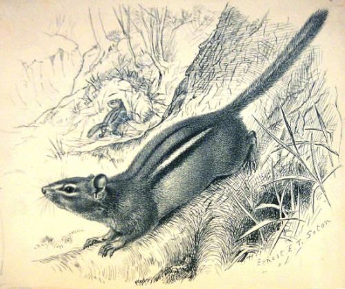 Chipmunk Facing Left