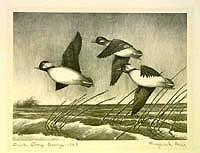 Federal Duck Stamp Design, 1948