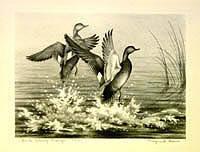 Federal Duck Stamp Design, 1951