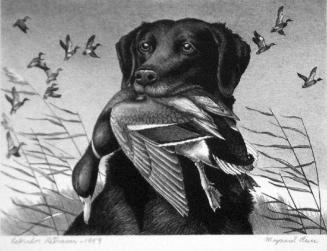 Federal Duck Stamp Design, 1959