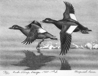 Federal Duck Stamp Design, 1969