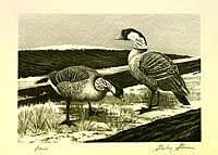 Federal Duck Stamp Design, 1964