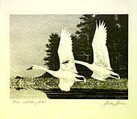Federal Duck Stamp Design, 1966