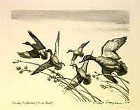Federal Duck Stamp Design, 1953
