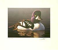 Federal Duck Stamp Design, 1998
