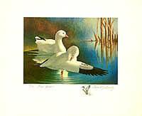 Federal Duck Stamp Design, 1970