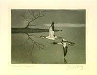 Federal Duck Stamp Design, 1956