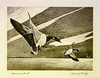 Federal Duck Stamp Design, 1963