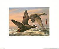Federal Duck Stamp Design, 1996,  #41