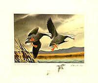 Federal Duck Stamp Design