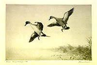 Federal Duck Stamp Design, 1938